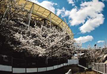 画像:令和7年度のさくら大賞の写真