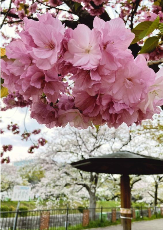 写真:瑞商連賞「サトザクラ関山を眺めながら一休み!」