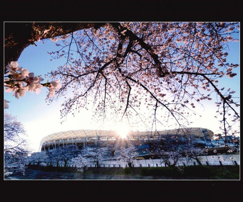 写真:さくら賞「希望」