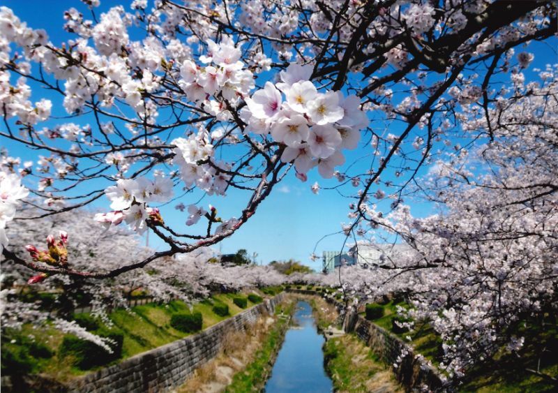 写真:郵便局賞「「桜」だーいすき」
