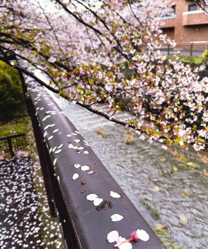 写真:瑞商連賞「散りてこそ花」