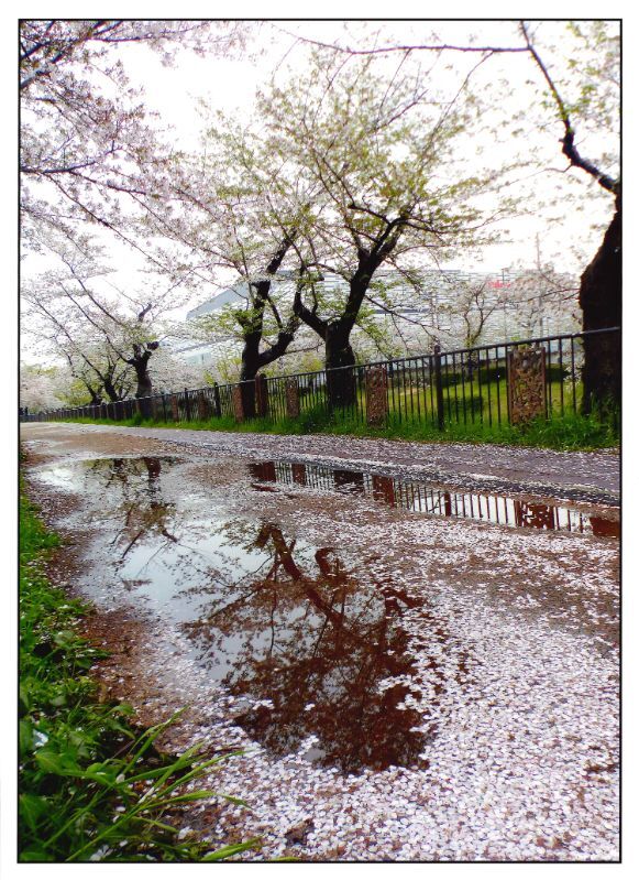 写真:瑞商連賞「私の散歩道」