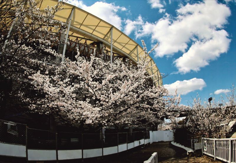写真:さくら大賞「輝け愛知の誇り」