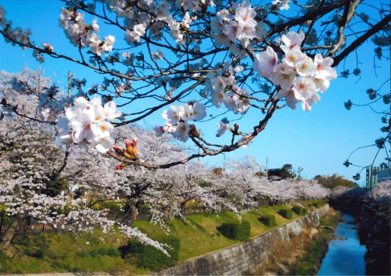 写真:矢作地所賞「春の訪れ」