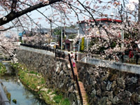 写真:春の道(石川橋からかなえ橋)
