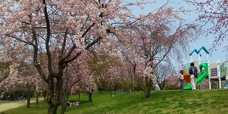 写真：白鳥公園のきれいな桜