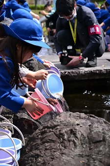 写真：バケツを傾けてメダカを放流