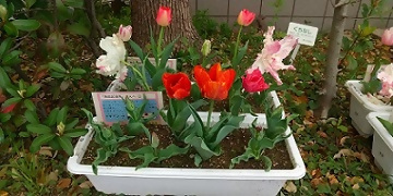 写真：鮮やかに咲く赤色のチューリップ