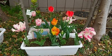 写真：黄色やピンク色のチューリップ