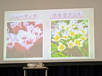 写真：ニューサンタとサキサテリスの映像