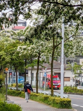 写真：なんじゃもんじゃの並木道