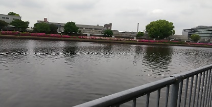 写真：川の対岸に見えるツツジ