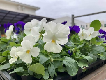 写真：いきいきと咲く花たち
