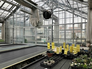 写真：温室の中のかわいい苗たち