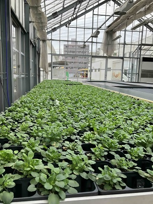 写真：いきいきしたたくさんの苗たち