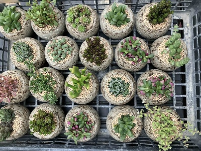 写真：いろいろな種類の苗たち