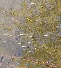 写真：泳ぐメダカ達