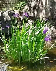 写真：ハナショウブ