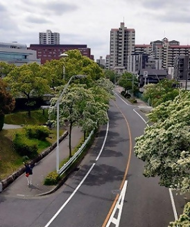 写真：なんじゃもんじゃの並木道で手を振る区長