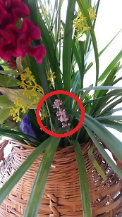 写真：ヤブラン