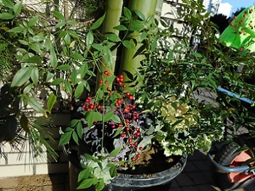 写真：門松の南天