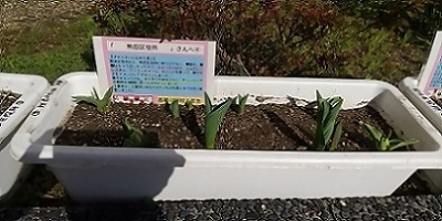 写真：華やかさをイメージしたチューリップのプランター