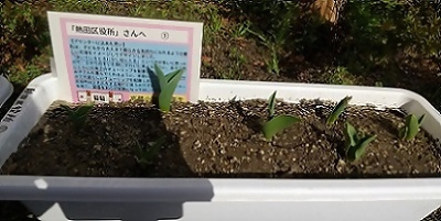 写真：優しさをイメージしたチューリップのプランター