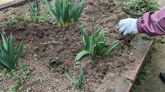 写真：花壇の草も取ってきれいに。
