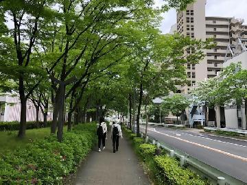 写真：なんじゃもんじゃ並木道