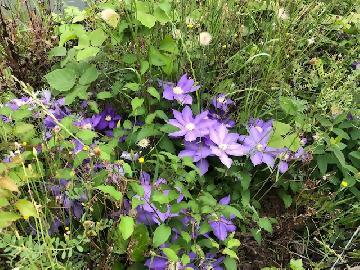 写真：クレマチス