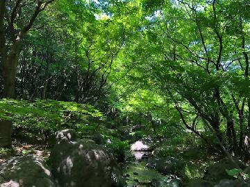 写真：新緑に囲まれた渓流