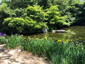 写真：ハナショウブ