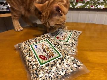 写真：興味津々の猫