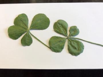 写真：四つ葉のクローバー