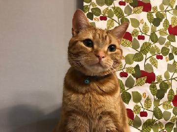 写真：いつもはぐーたらしている我が家の猫