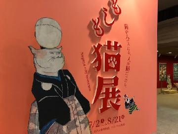 写真：着物を着て曲芸する猫