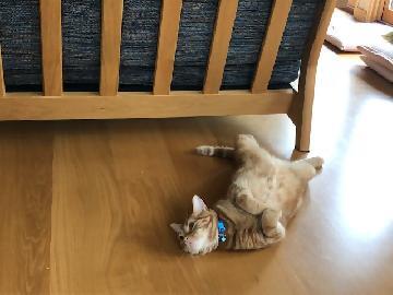 写真：我が家の猫