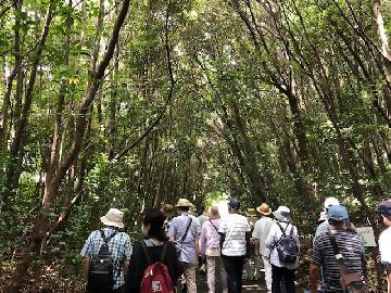 写真：三五の森の中を歩く