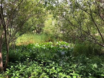 写真：ビオトープ