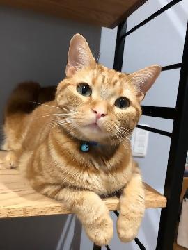 写真：ペットにも暮らしやすいまちづくりを！