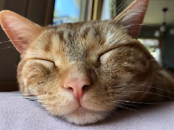 写真：果報を寝て待つ猫