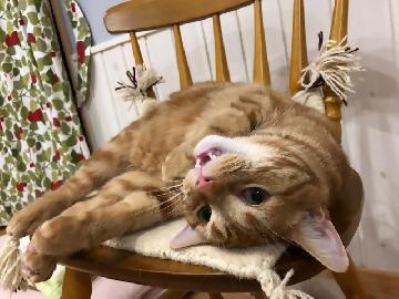 写真：家で目の当たりにした猫