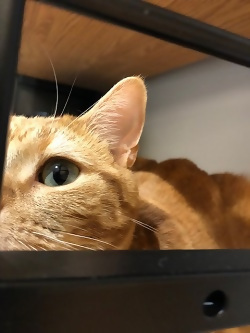 写真：見たぞ！