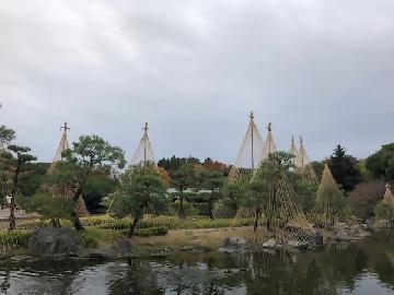 写真：雪吊りが施された白鳥庭園