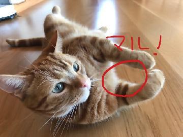 写真：我が家の猫にとって今年は良い1年だったようです。