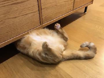 写真：我が家の猫はこれからも「勇往邁進」するそうです。