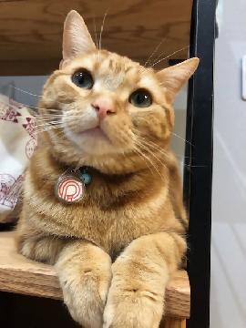 写真：熱田ブランドマーク入りの名札を付けた我が家の猫