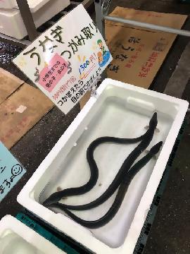 写真：うなぎのつかみ取り