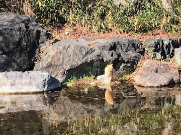 写真：庭園の池で水を飲む猫