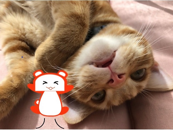 写真：猫らしく生きている区長の愛猫